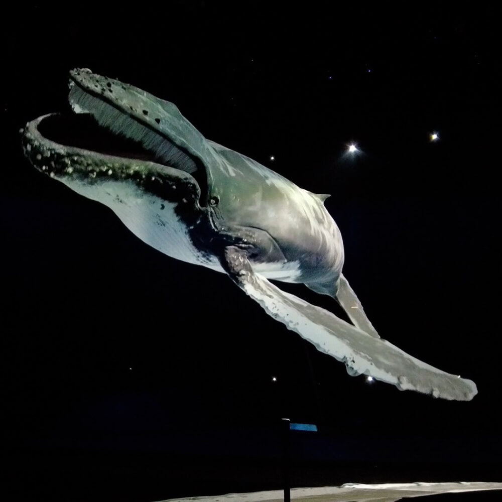 A majestic humpback whale appears to swim through a starlit ocean, suspended in a darkened space through advanced projection technology. The life-sized cetacean creates a breathtaking underwater encounter, complete with cosmic elements and flowing movement.